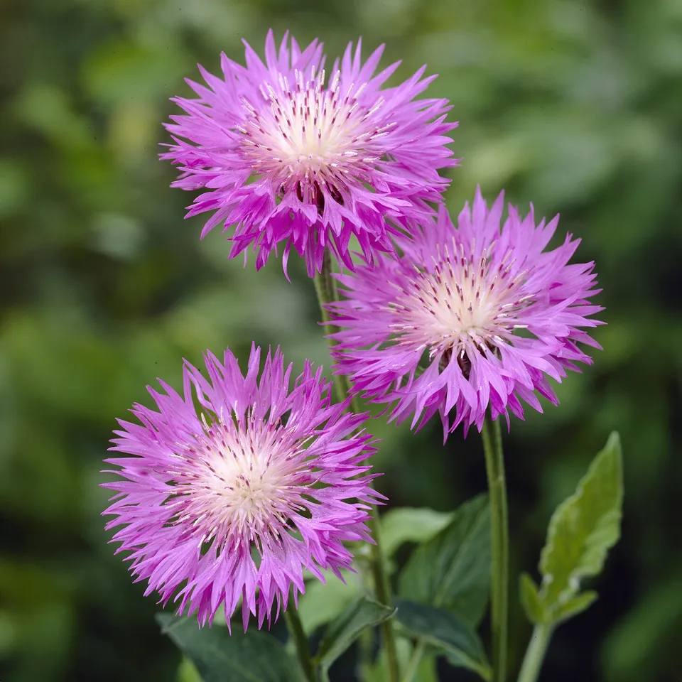 Bakker Plantes vivaces Centaurée rose John Coutts pot Ø 9cm soleil