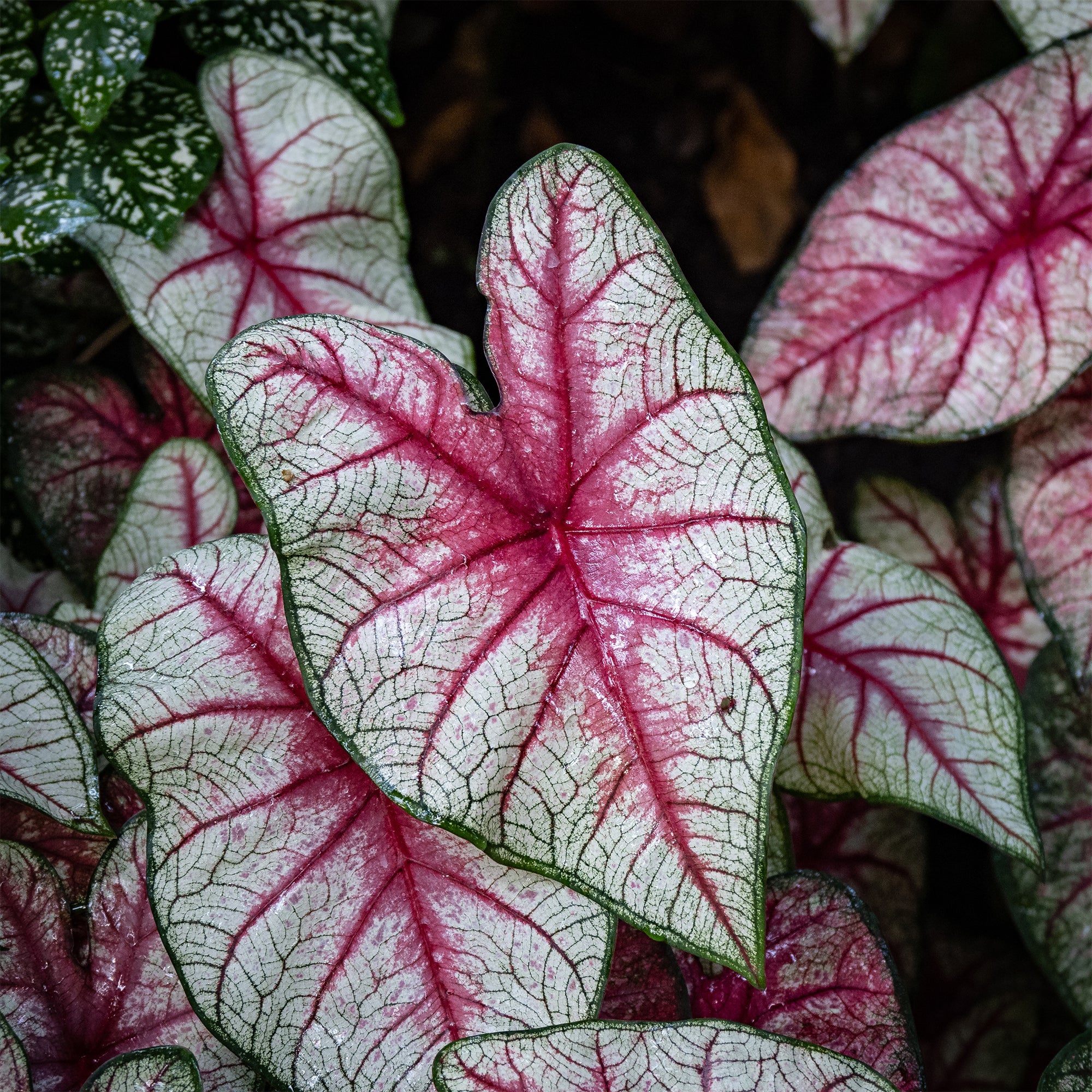 Bakker Caladium White Queen plante d'intérieur 1 bulbe feuillage blanc
