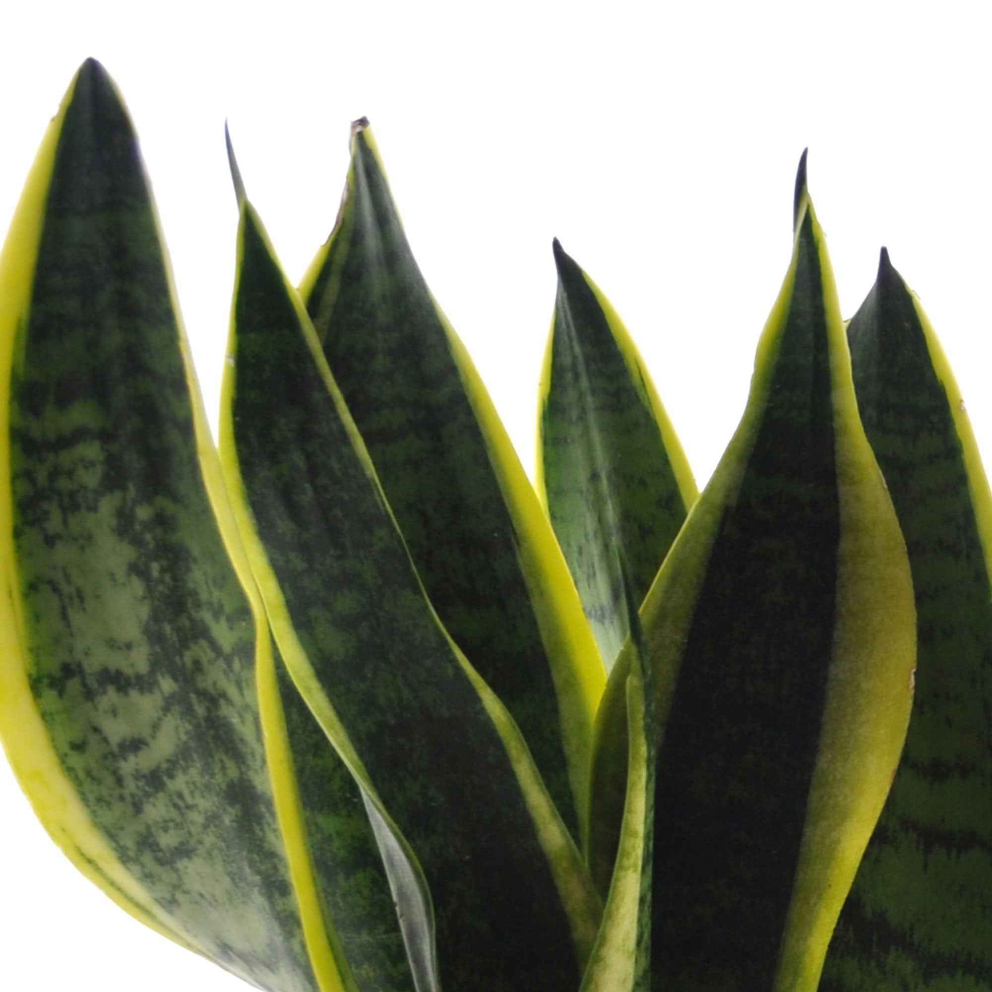 Bakker Collection 4 plantes vertes intérieur 4 pots Ø12cm mi-ombre