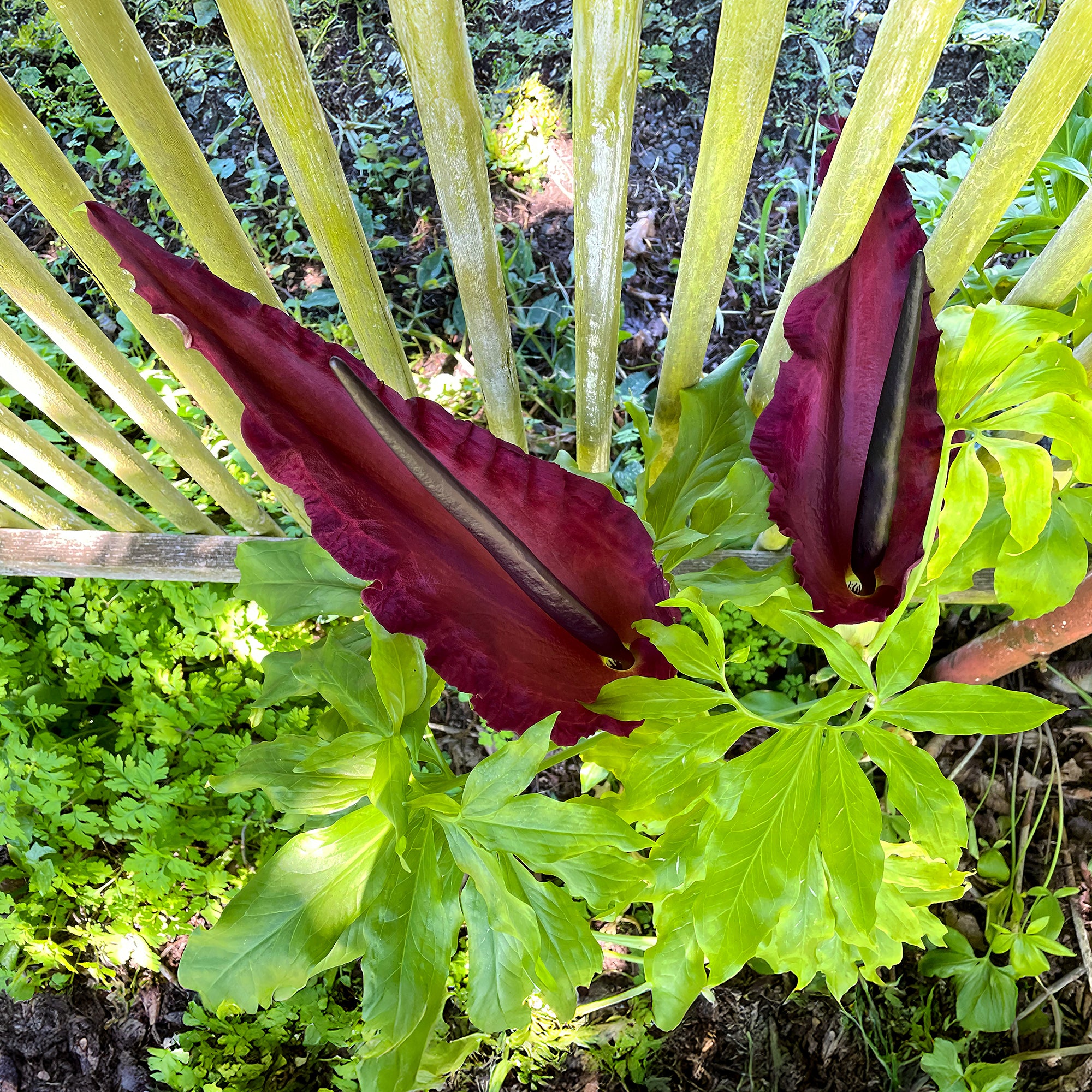 Bakker Serpentaire Dracunculus vulgaris sachet 1 bulbe rouge