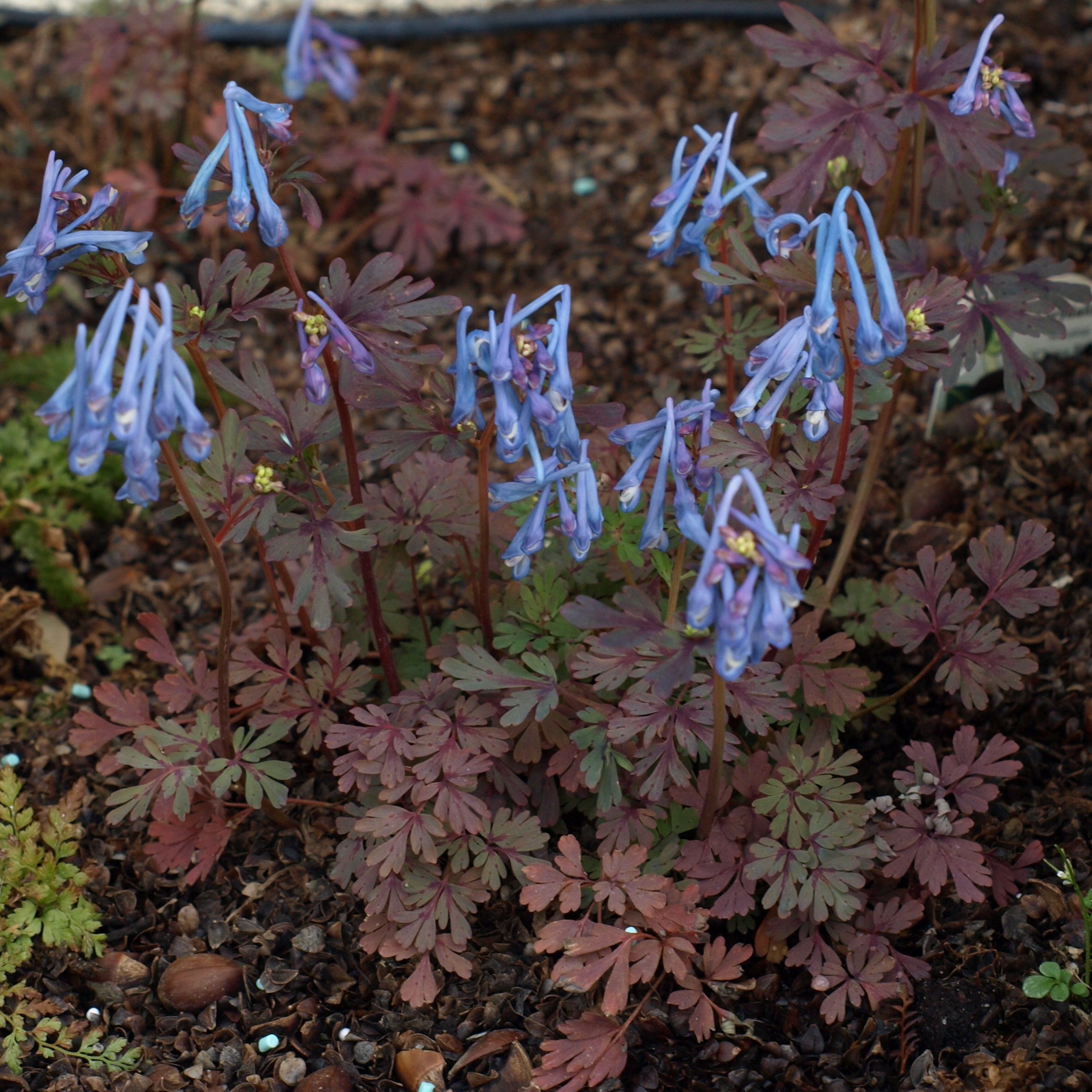 Passion Vivaces Corydalis plante vivace godet ombre