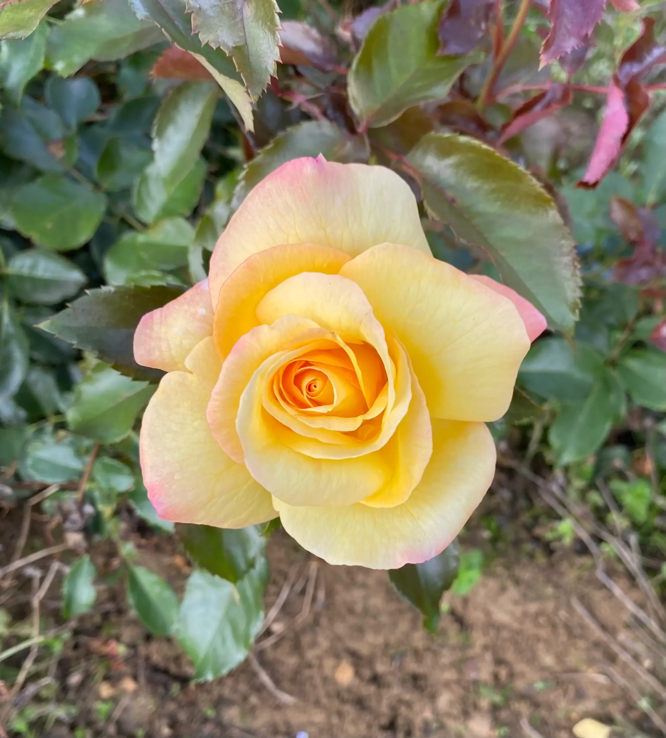 Michel Adam Catherine Laborde rosier jaune parfumé