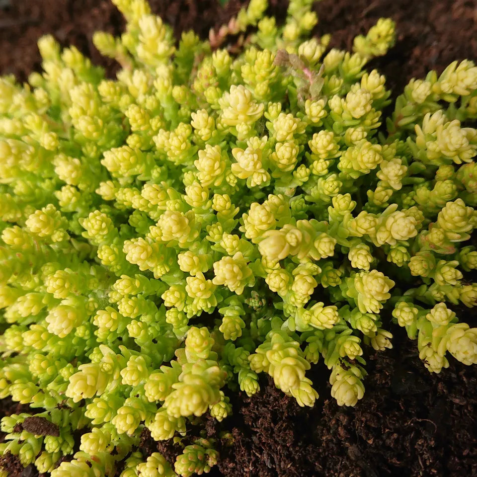 Passion Vivaces SEDUM acre Yellow Queen plante vivace pot 1L jaune