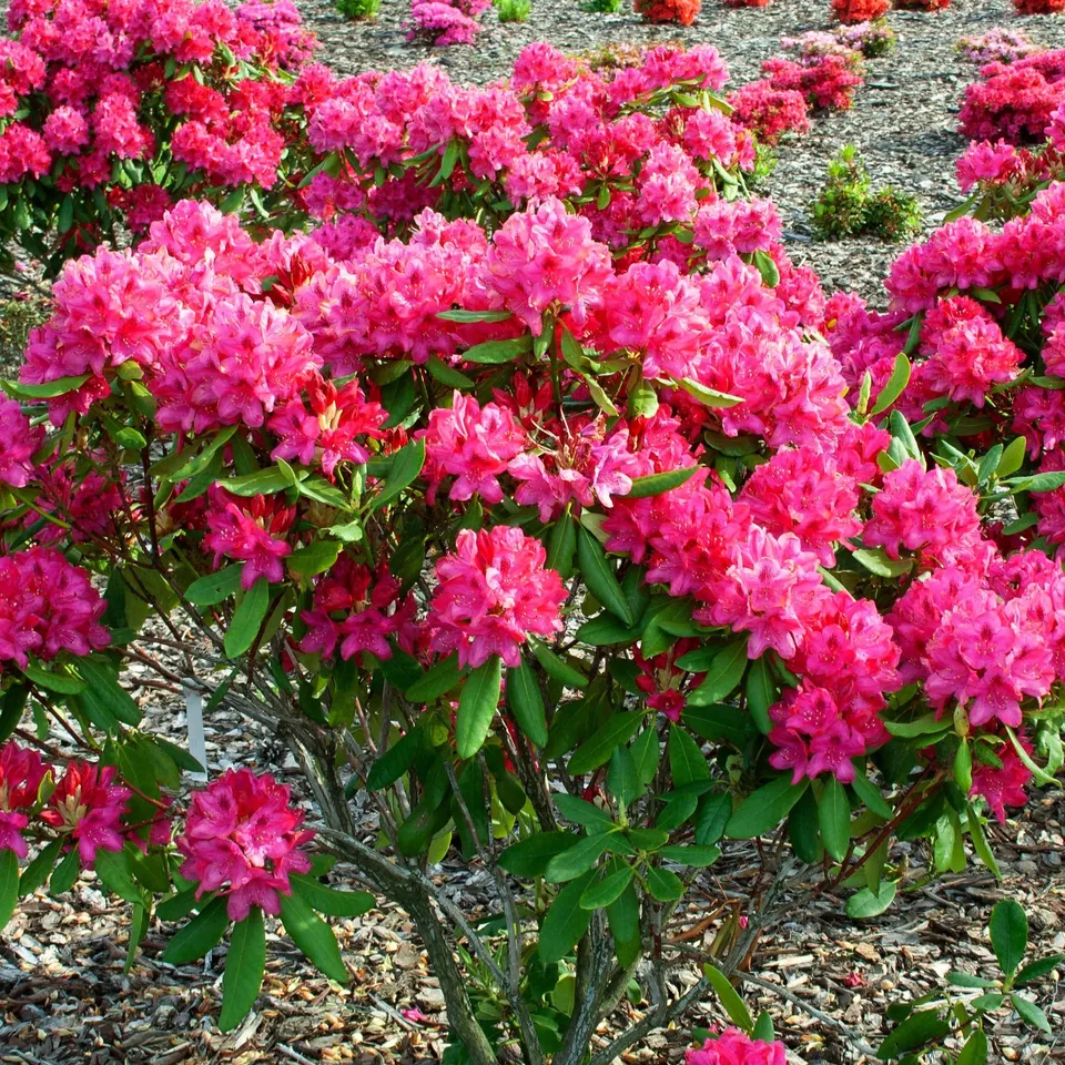 Bakker Rhododendron Nova Zembla arbuste pot 3L 30-40 cm rouge
