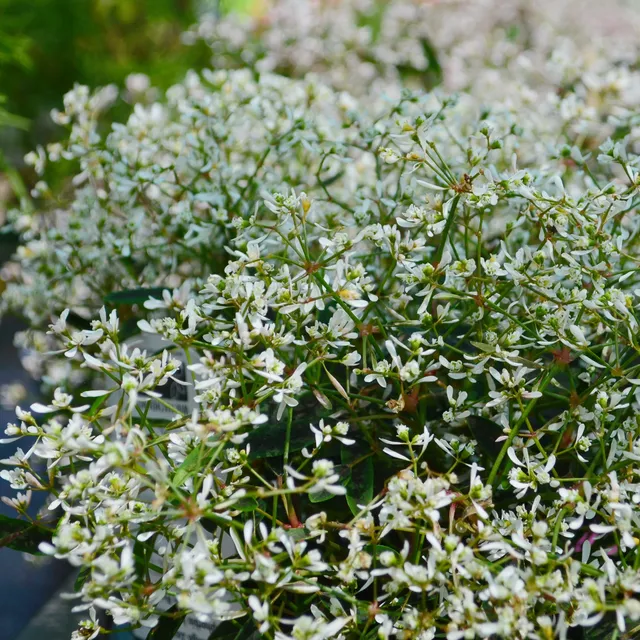 Bakker Plantes vivaces Euphorbe Diamond Frost pot 10,5cm blanc
