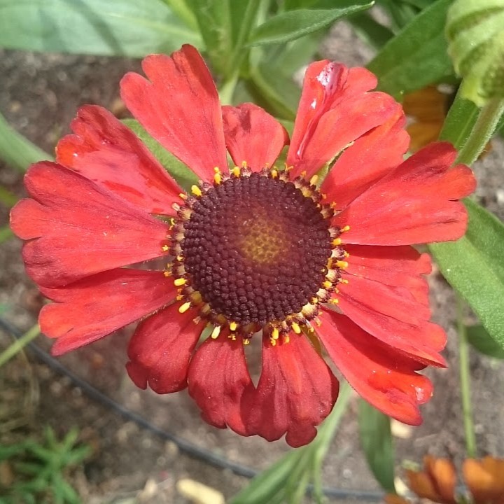 Passion Vivaces Helenium Kupferzwerg plante vivace godet rouge