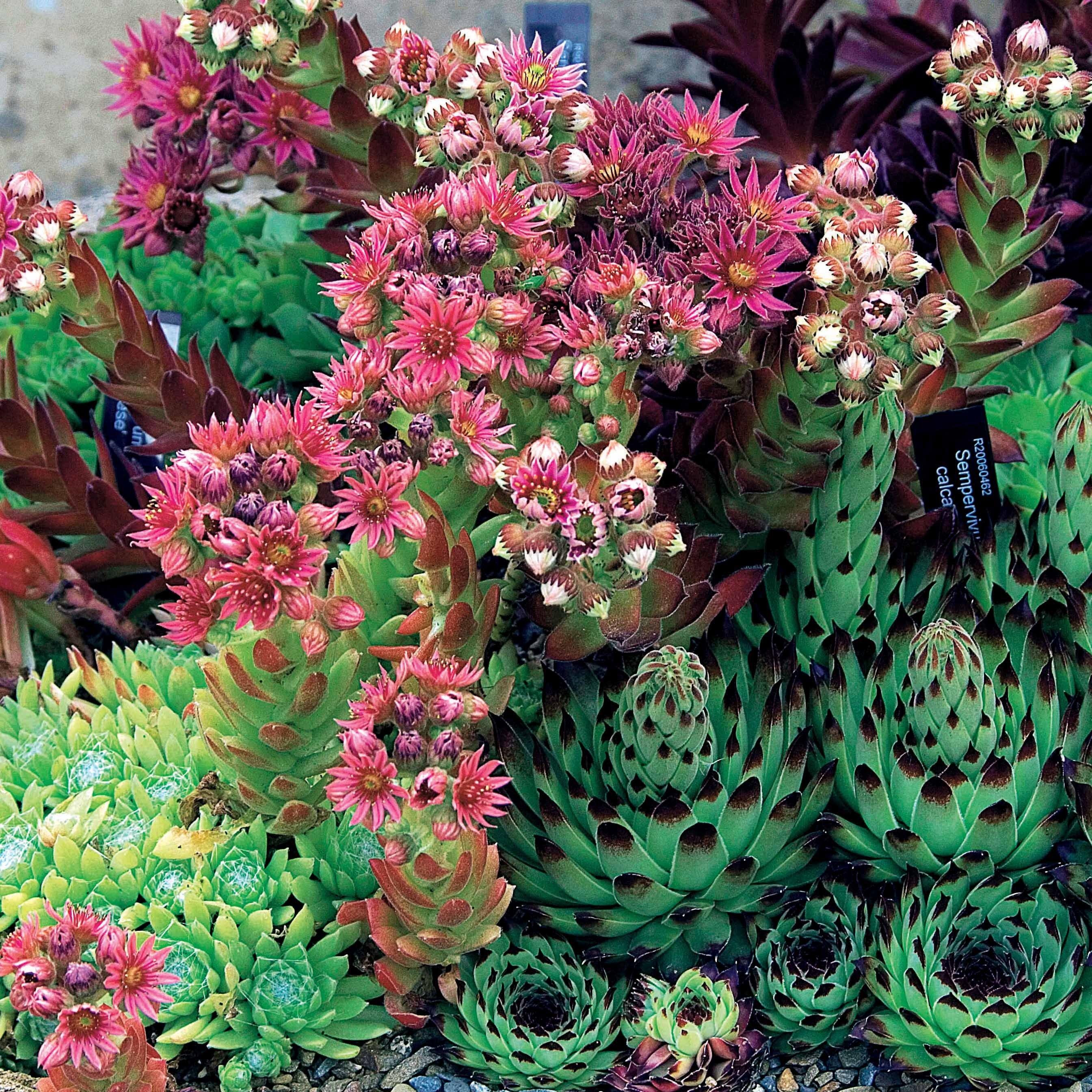 Bakker 6 Joubarbes en mélange pot Ø9cm vivace