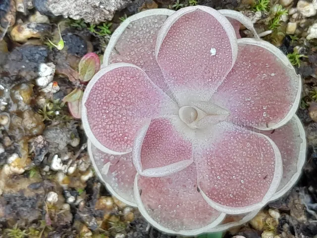 Carniflore Pinguicula x versailles grassette pot