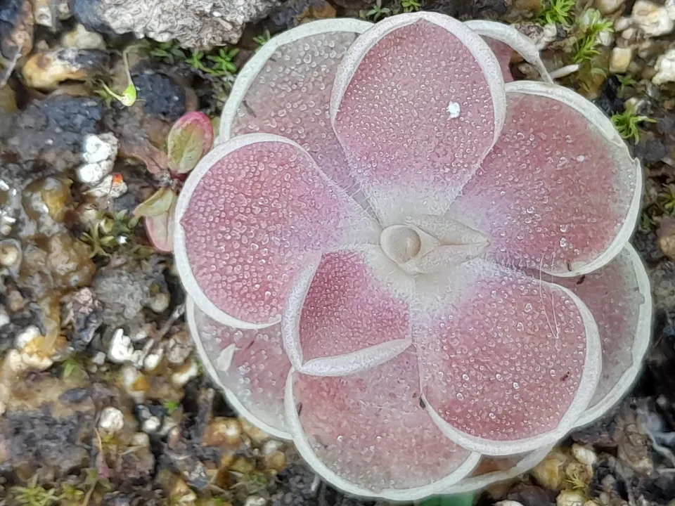 Carniflore Pinguicula x versailles grassette pot