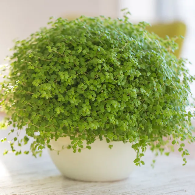 Bakker Plantes d'extérieur Helxine couvre-sol pot 10,5cm ombre