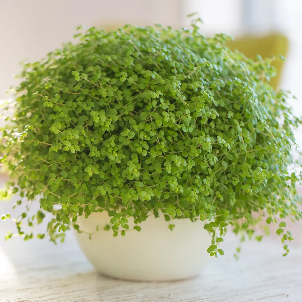 Bakker Plantes d'extérieur Helxine couvre-sol pot 10,5cm ombre