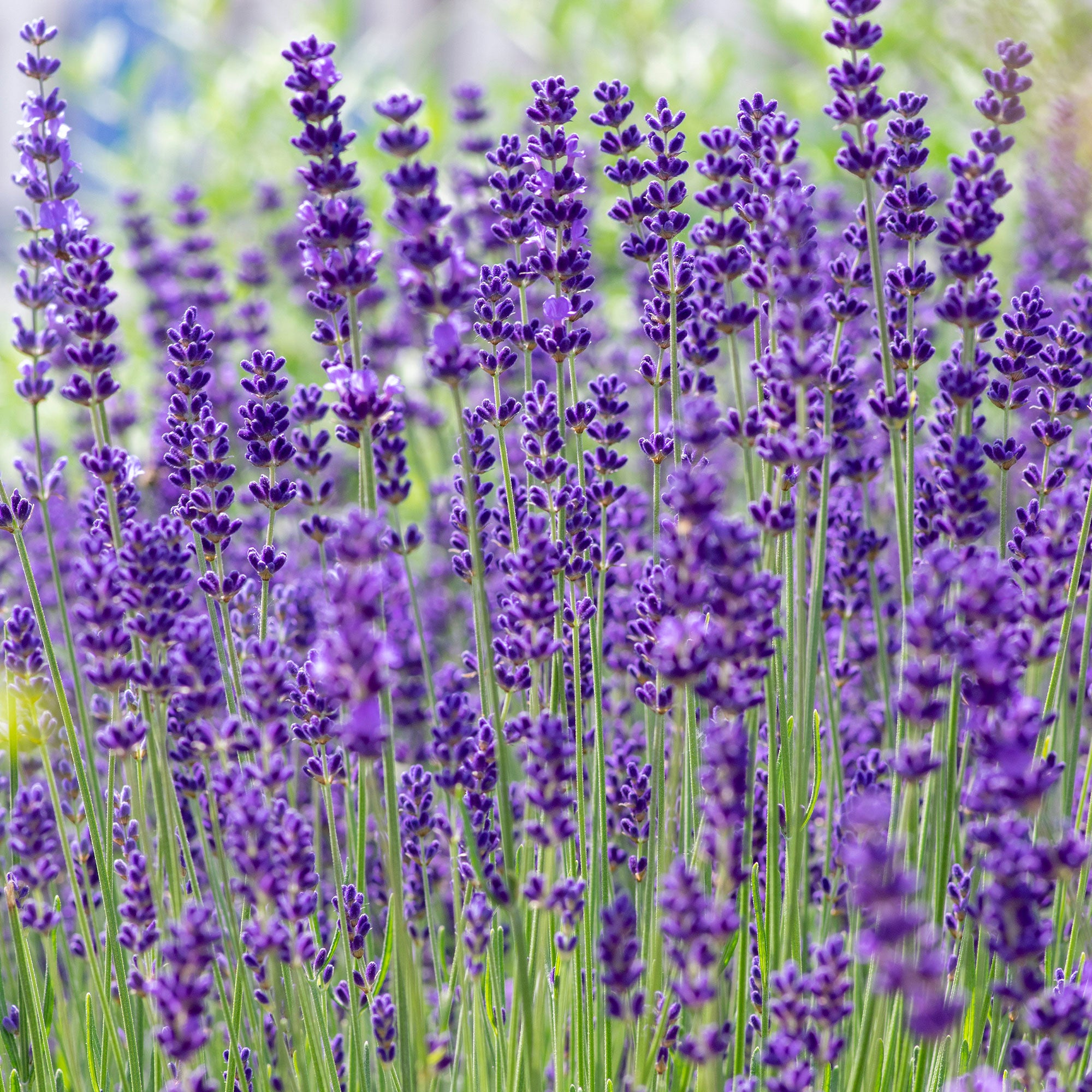 Bakker Lavande Hidcote lavande vraie 2L bleu-violet parfumée