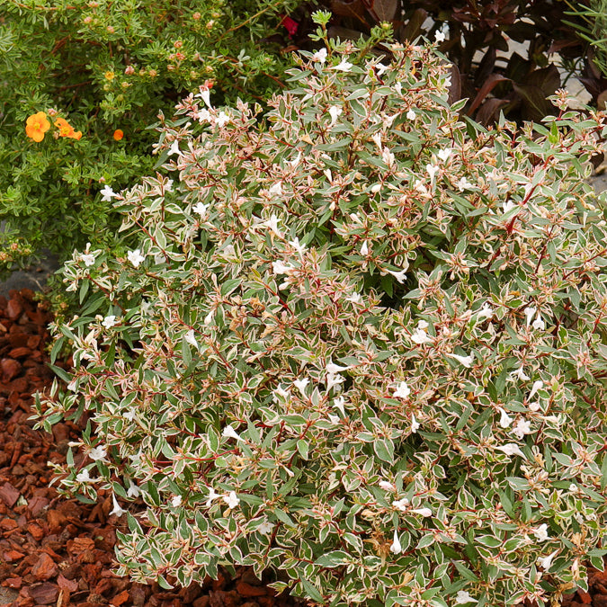 Bakker Abélia Confetti Abelia grandiflora arbuste pot 3L 20-30cm