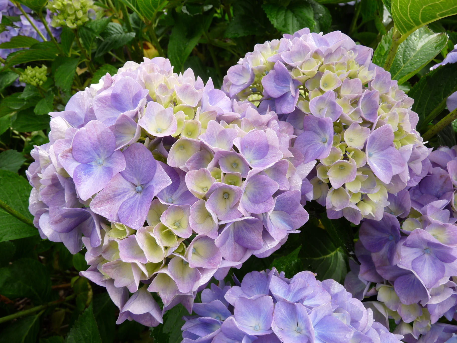 Les Hortensias du Haut Bois Gertrud Glahn hortensia boule godet