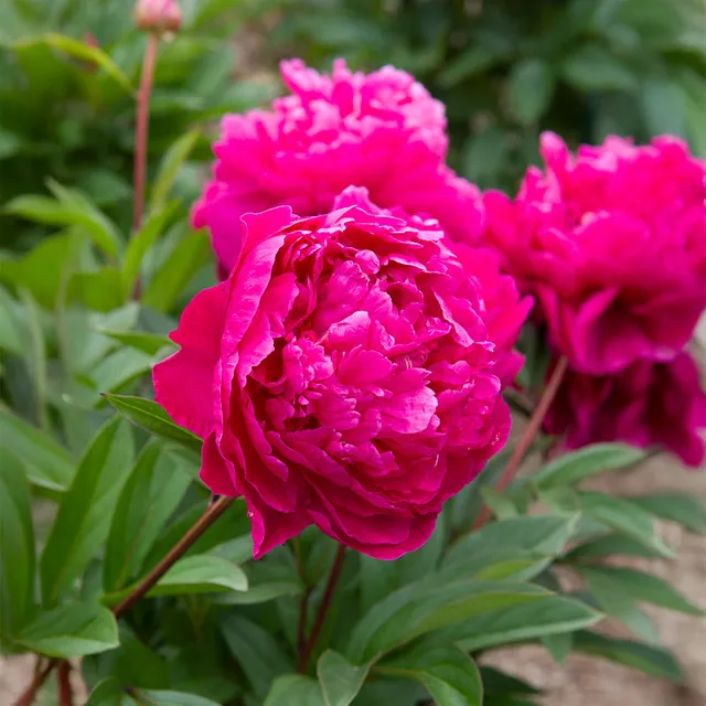 Bakker Pivoine Felix Crousse vivace pot 8cm fleurs fuchsia parfumées