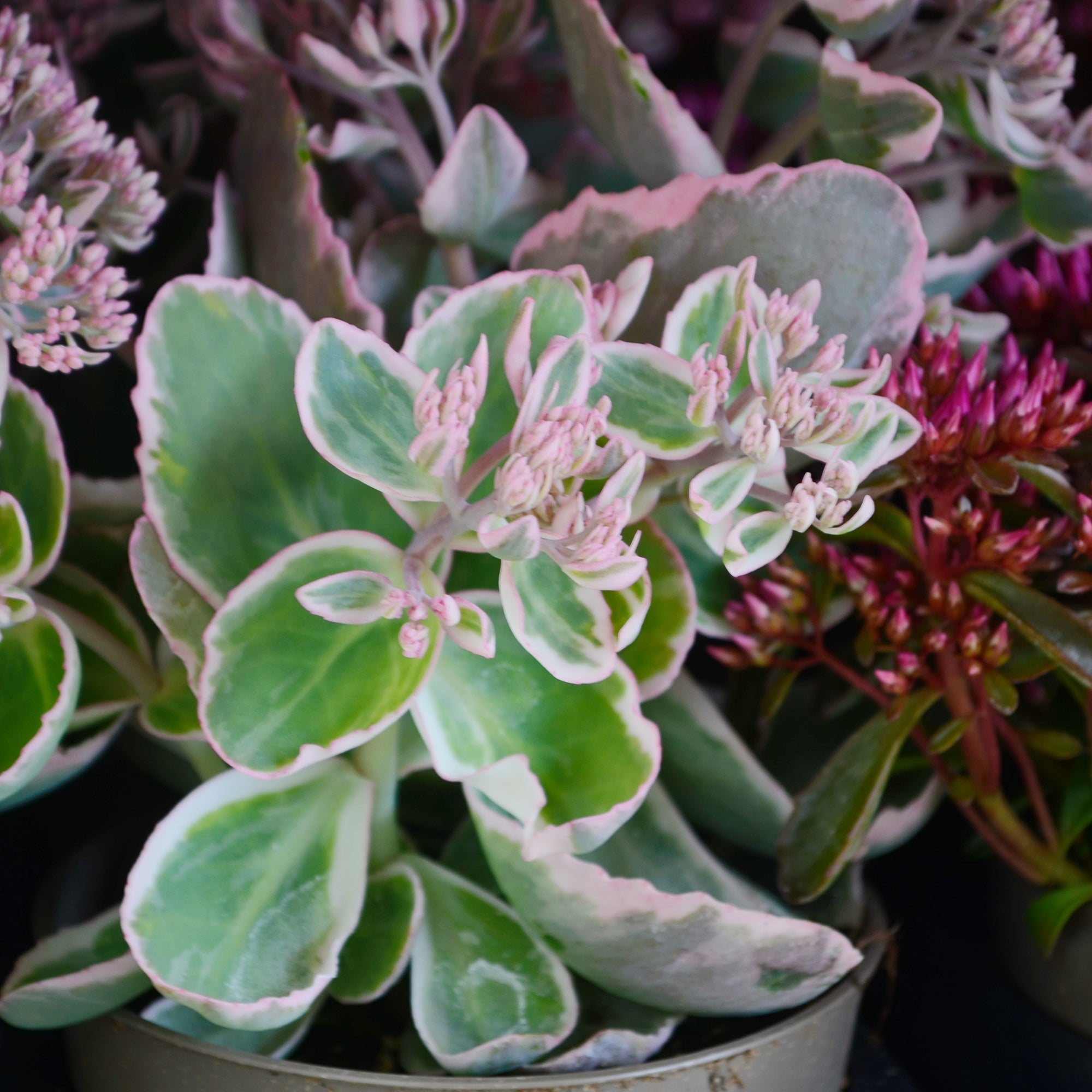 Bakker Sedum spurium panaché vivace pot 9cm couvre-sol