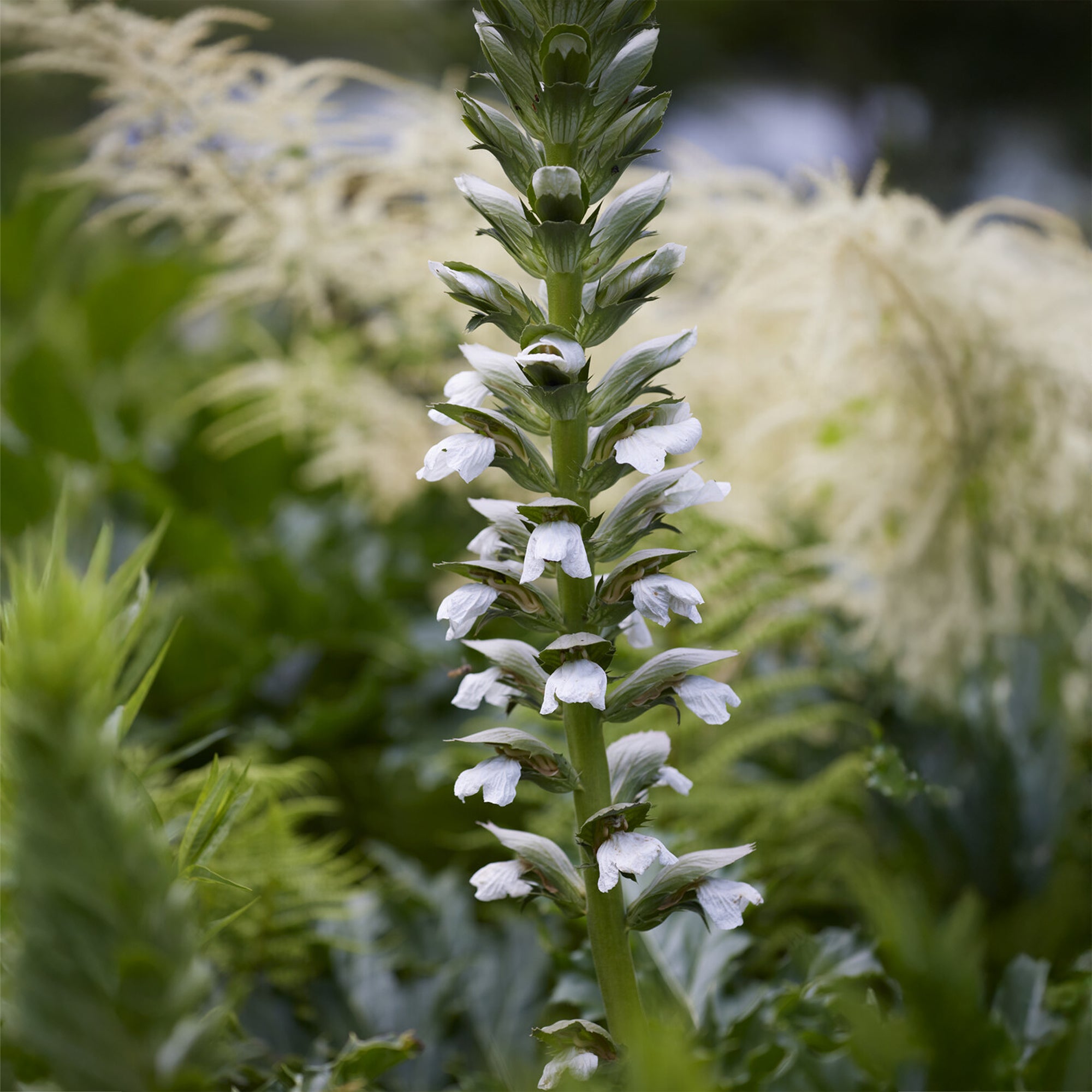 Bakker Acanthe molle Rue Ledan plante vivace pot 9cm fleurs blanches
