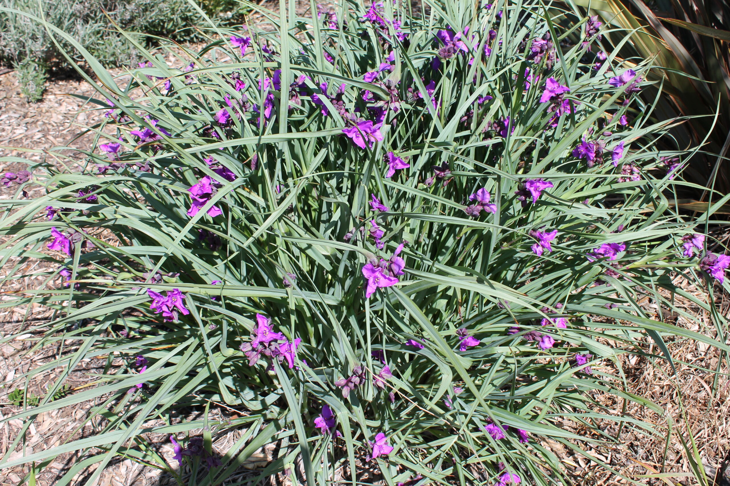 Ripoche Tradescantia Concord Grape éphémère bleue en godet