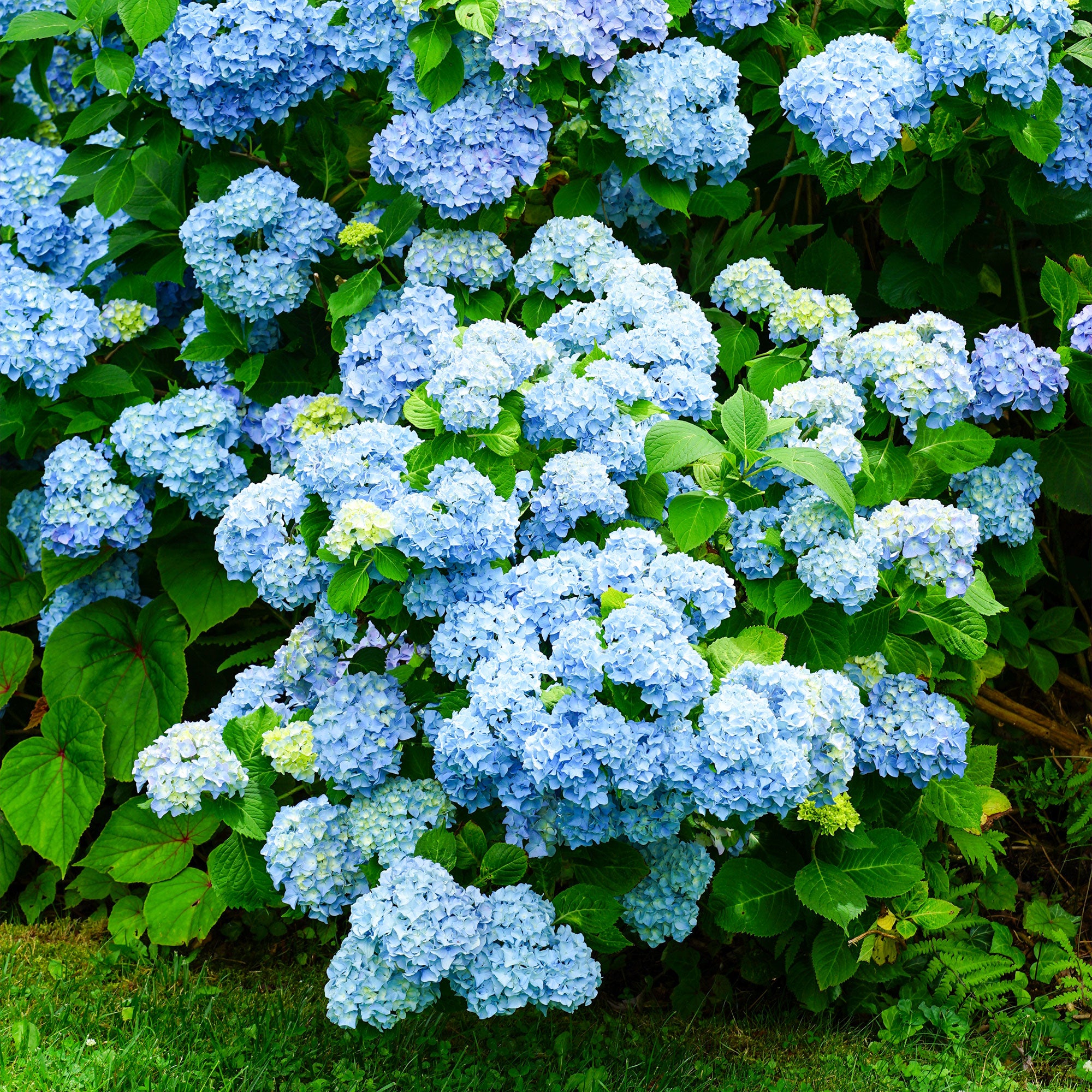 Bakker Hortensia bleu arbuste pot 1.3L 15-20cm