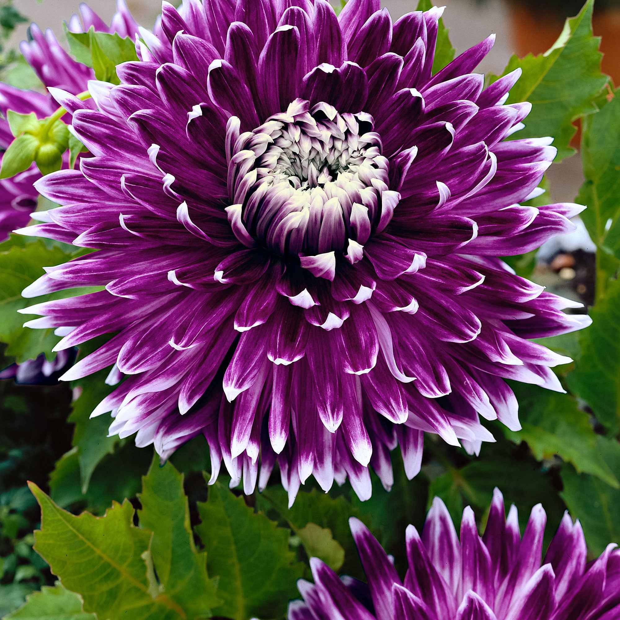 Bakker Bulbes Vancouver dahlia sachet 3 bicolore