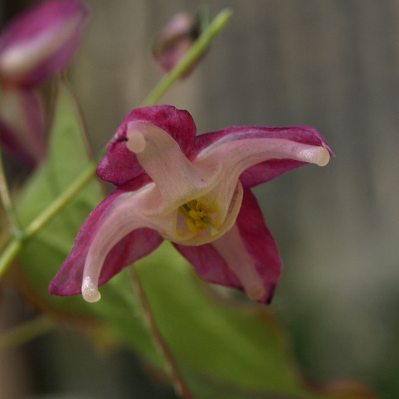 Passion Vivaces Epimedium Galadriel plante pot 1L couvre-sol