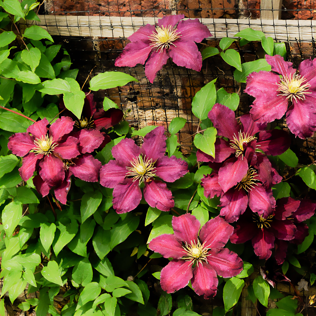 Bakker Clématite Niobe plante grimpante pot 1,5L fleurs violet