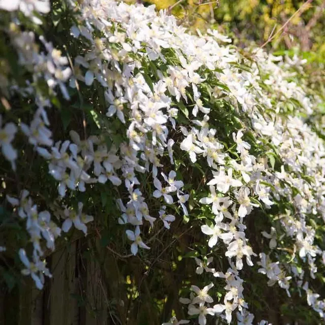 Bakker Clématite montana Grandiflora plante grimpante pot 2L fleurs blanches