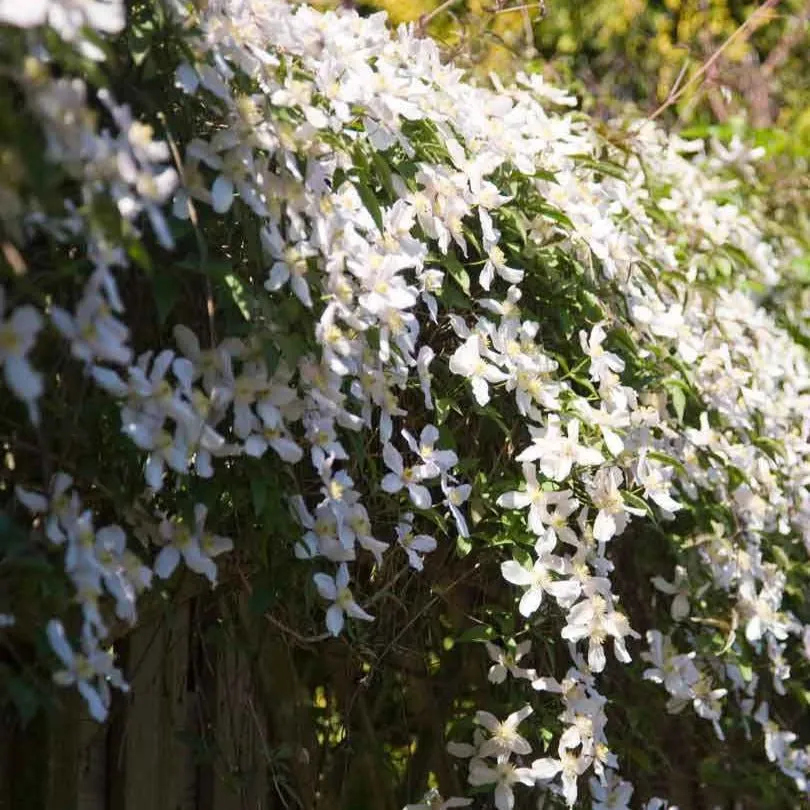 Bakker Clématite montana Grandiflora plante grimpante pot 2L fleurs blanches