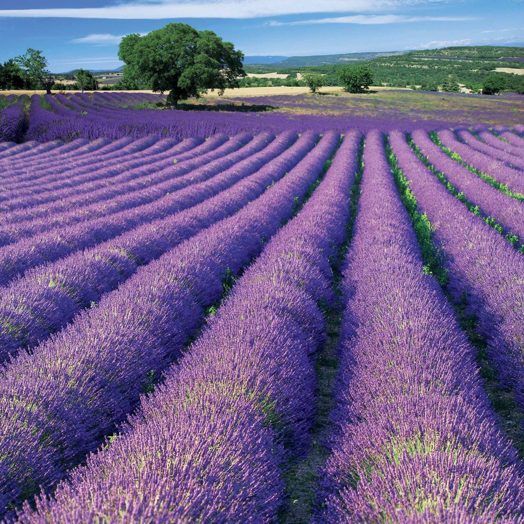 Bakker Lavande de Grasse Grosso lavande pot 8cm violet