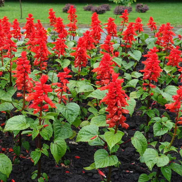 Bakker Sauge Feu de St Jean graines 0,3g rouge