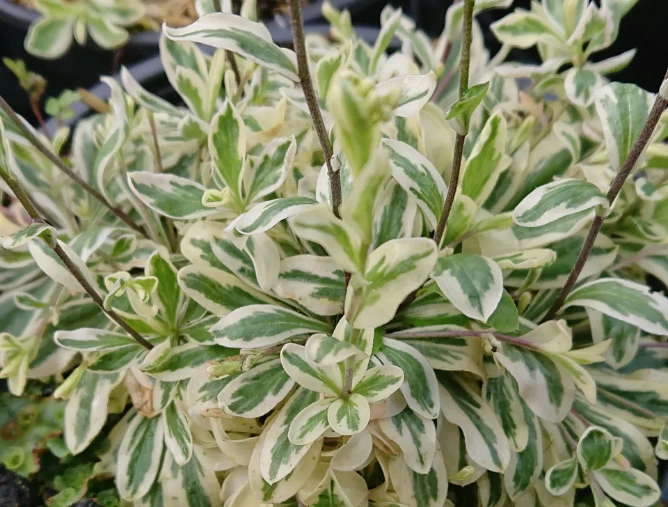 Passion Vivaces Arabis procurens Variegata plante vivace godet blanc