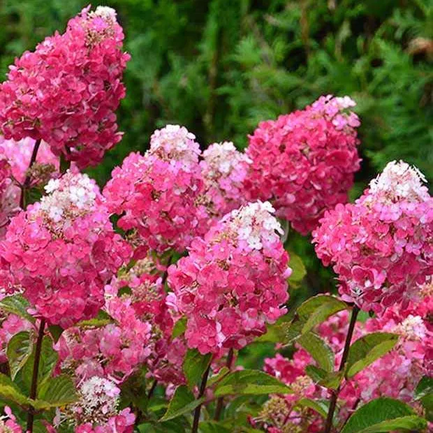 Bakker Hortensia Framboisine arbuste fleuri pot 8cm