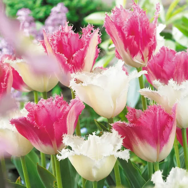 Bakker Tulipes Huis ten Bosch Noordeinde bulbe sachet 20