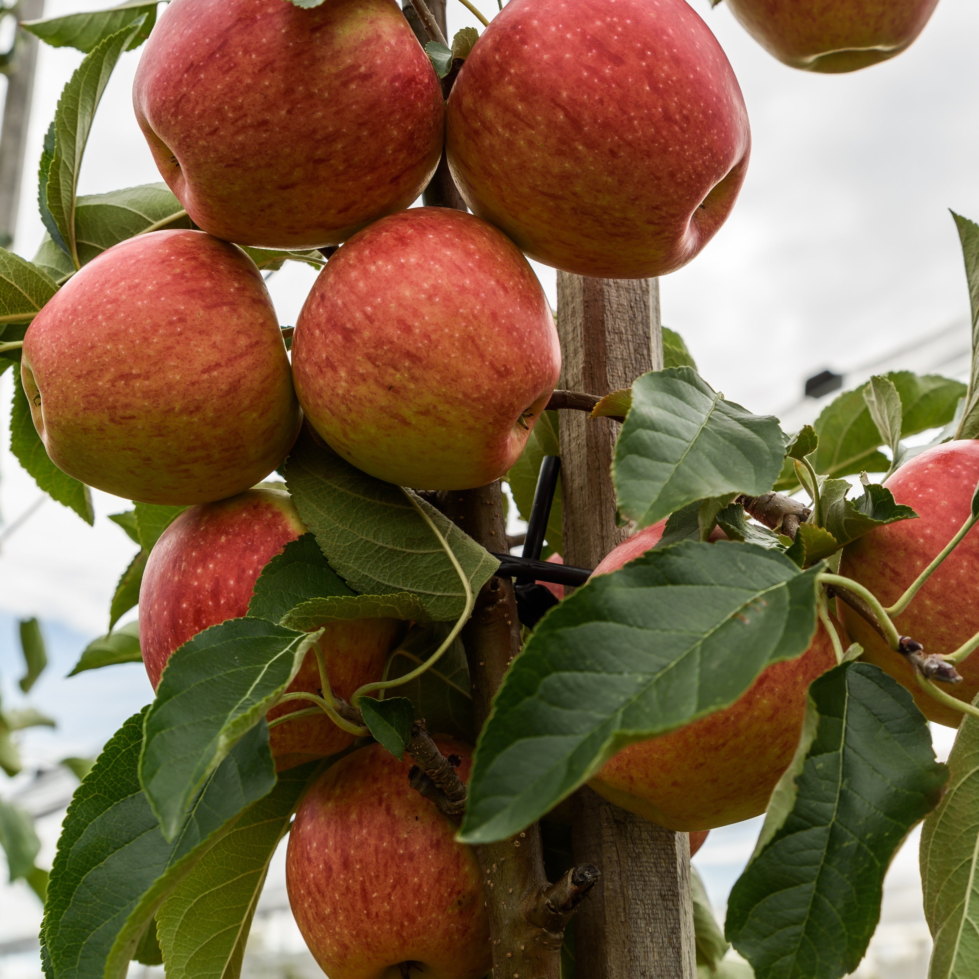 Bakker Pommier Gala fruitier racine nue 80-100cm pomme