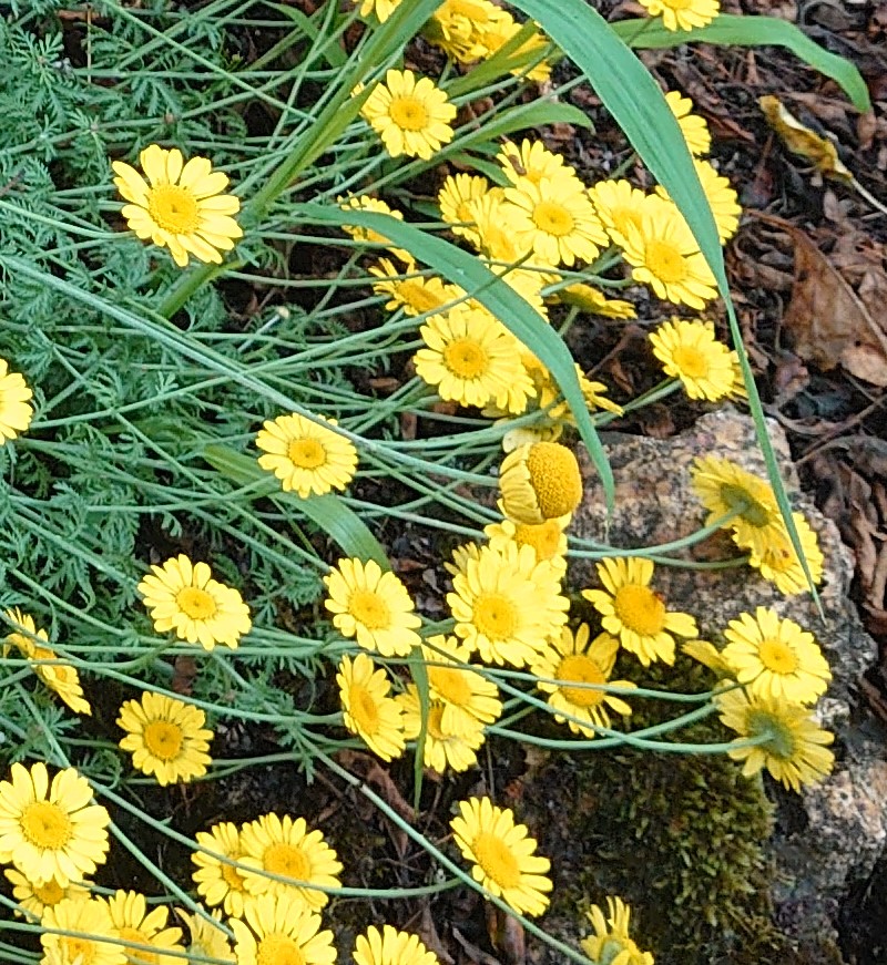 Passion Vivaces ANTHEMIS tinctoria Dwarf Form vivace godet nain
