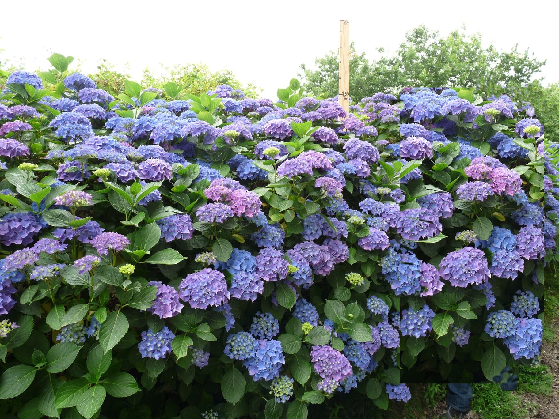 Les Hortensias du Haut Bois Adria hortensia boule rouge godet