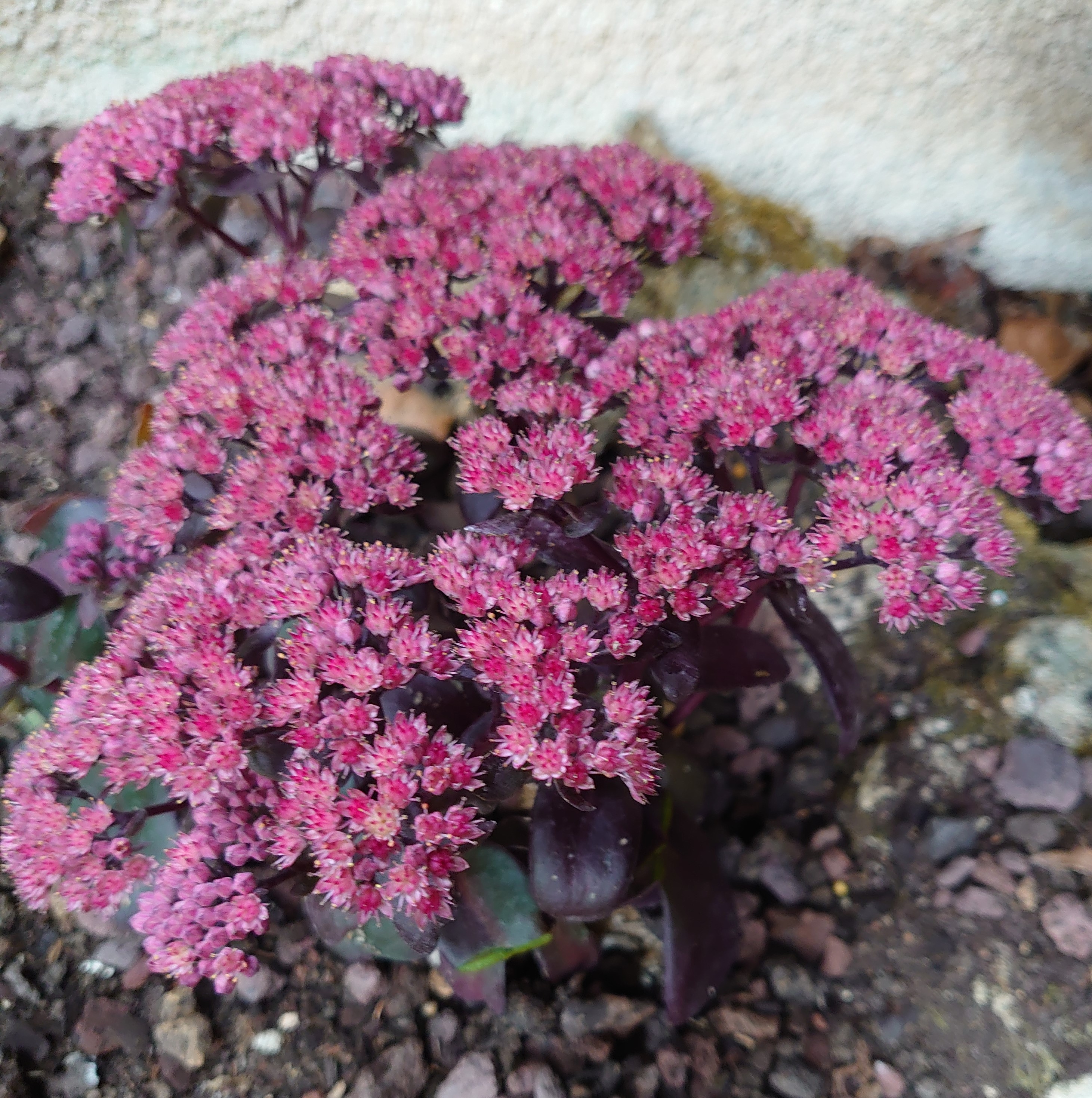 Passion Vivaces Sedum Dark Magic orpin pot 1L pourpre rose foncé