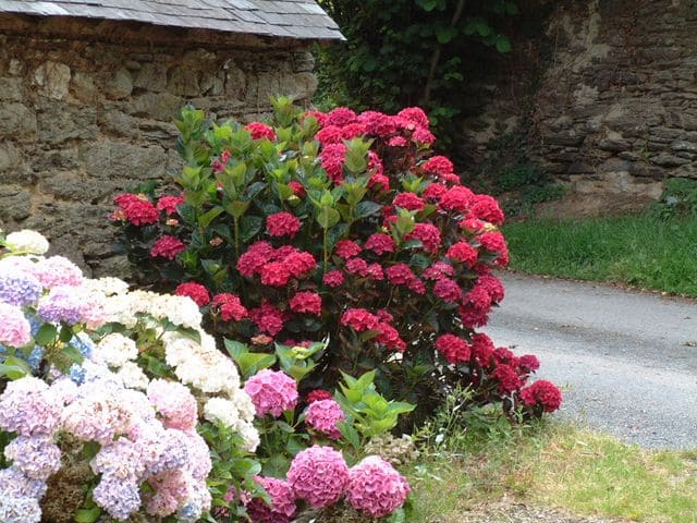 Les Hortensias du Haut Bois Merveille Sanguinea hortensia boule rouge
