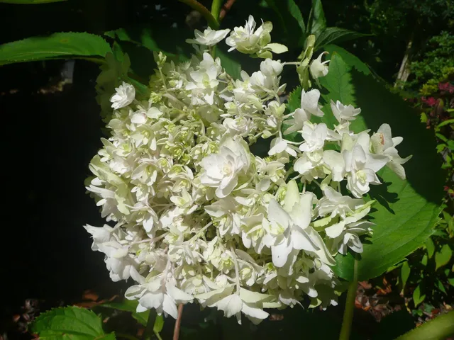 Les Hortensias du Haut Bois Mihara Kokonoe hortensia involucrata godet