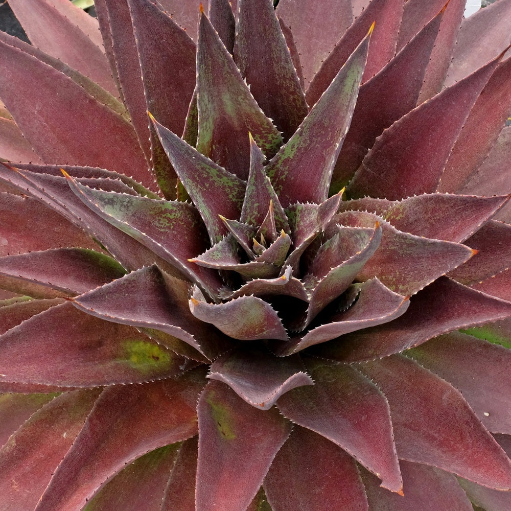 Bakker Mangave Redwing plante vivace pot 11cm pourpre
