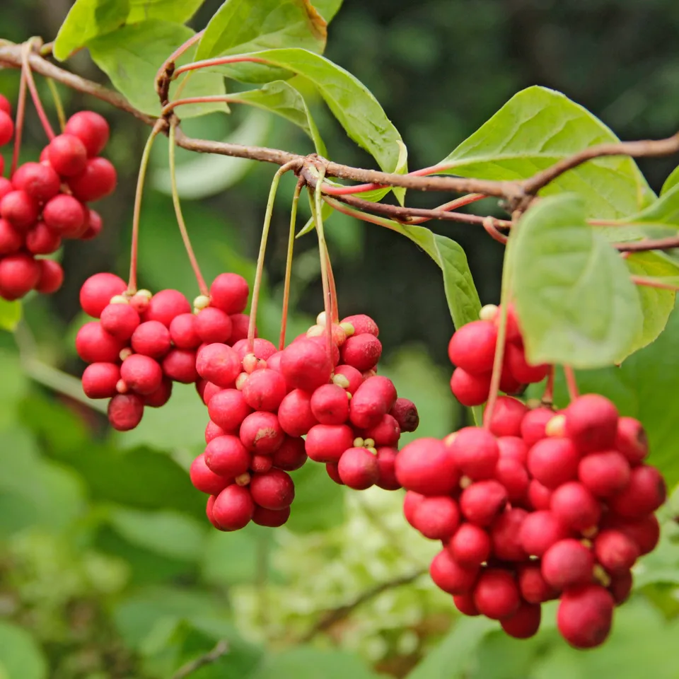 Bakker Fruit de la vitalité Schisandra fruitier 2L 40-50cm