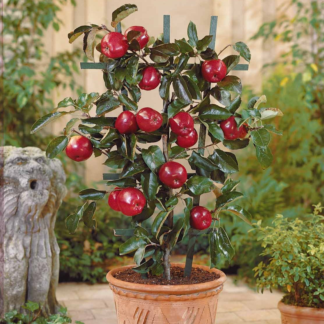 Bakker Braeburn mini-pommier pot 50-70cm longue conservation