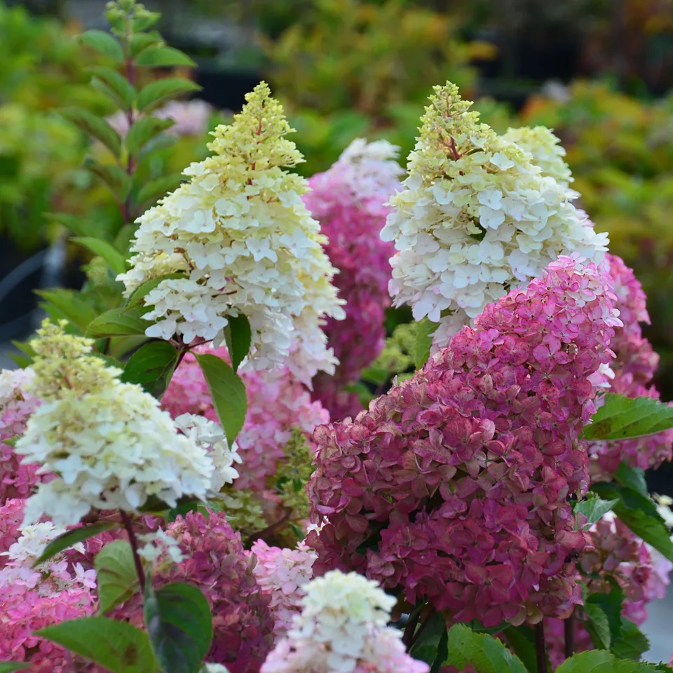 Bakker Fraise Melba Renba hortensia pot 1,3L 20-25cm
