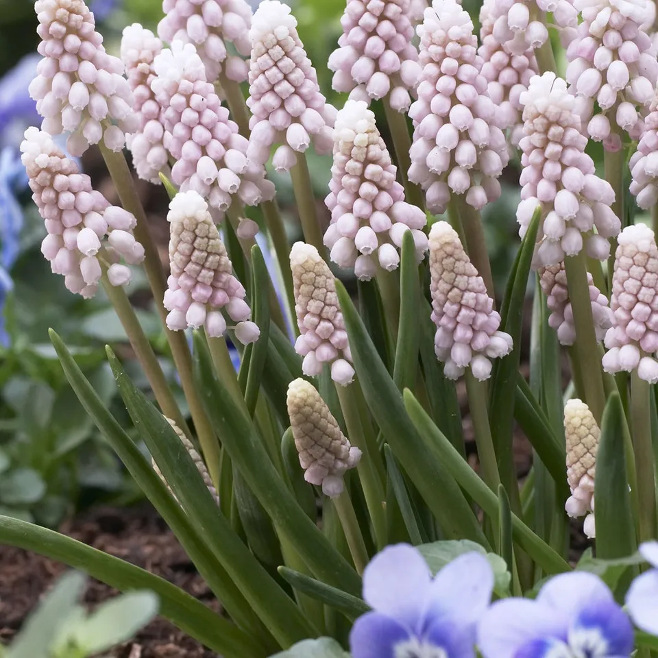 Bakker Pink Sunrise muscari bulbes sachet 5 rose printemps
