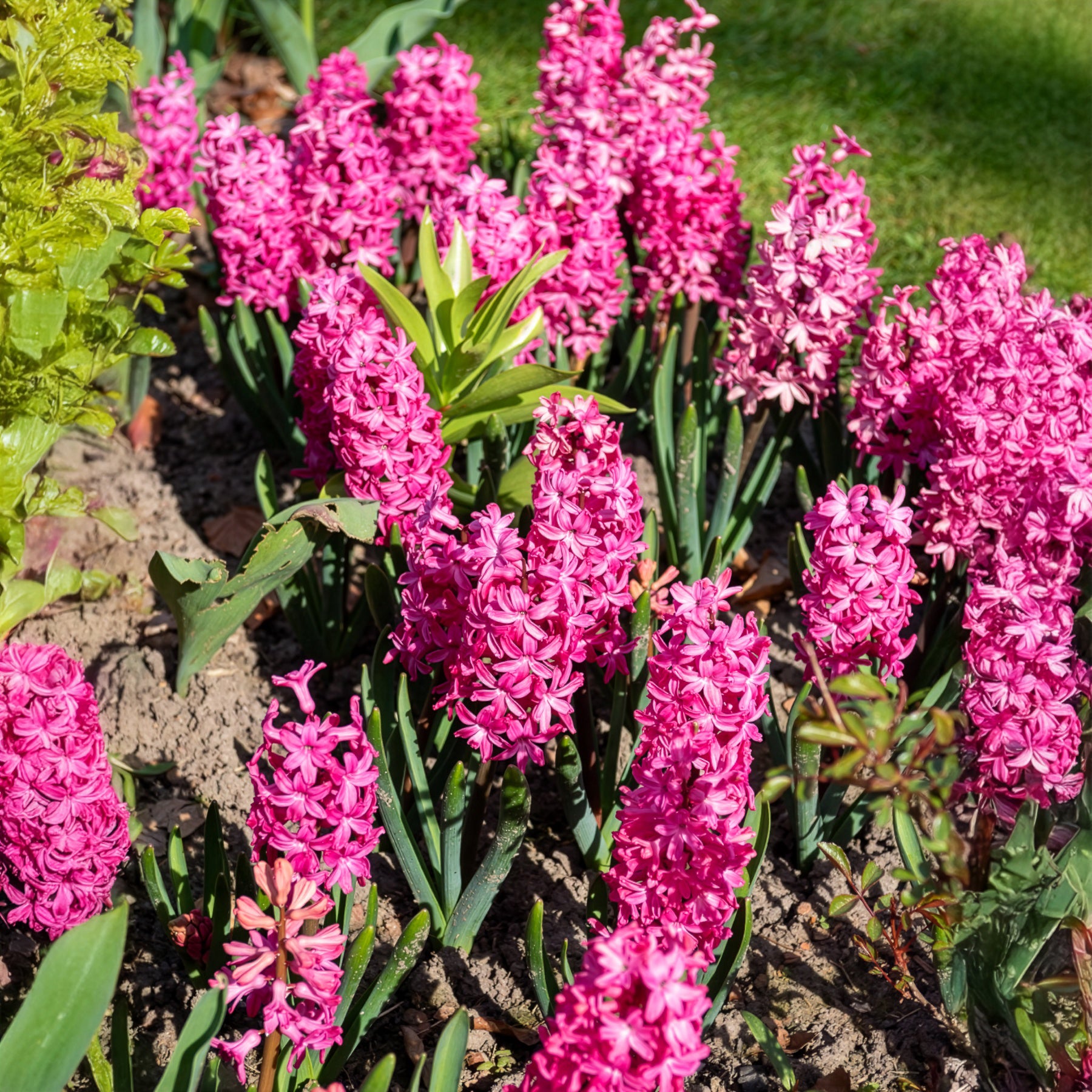 Bakker Bulbes Jacinthes Jan Bos rouge lot 6 bulbes