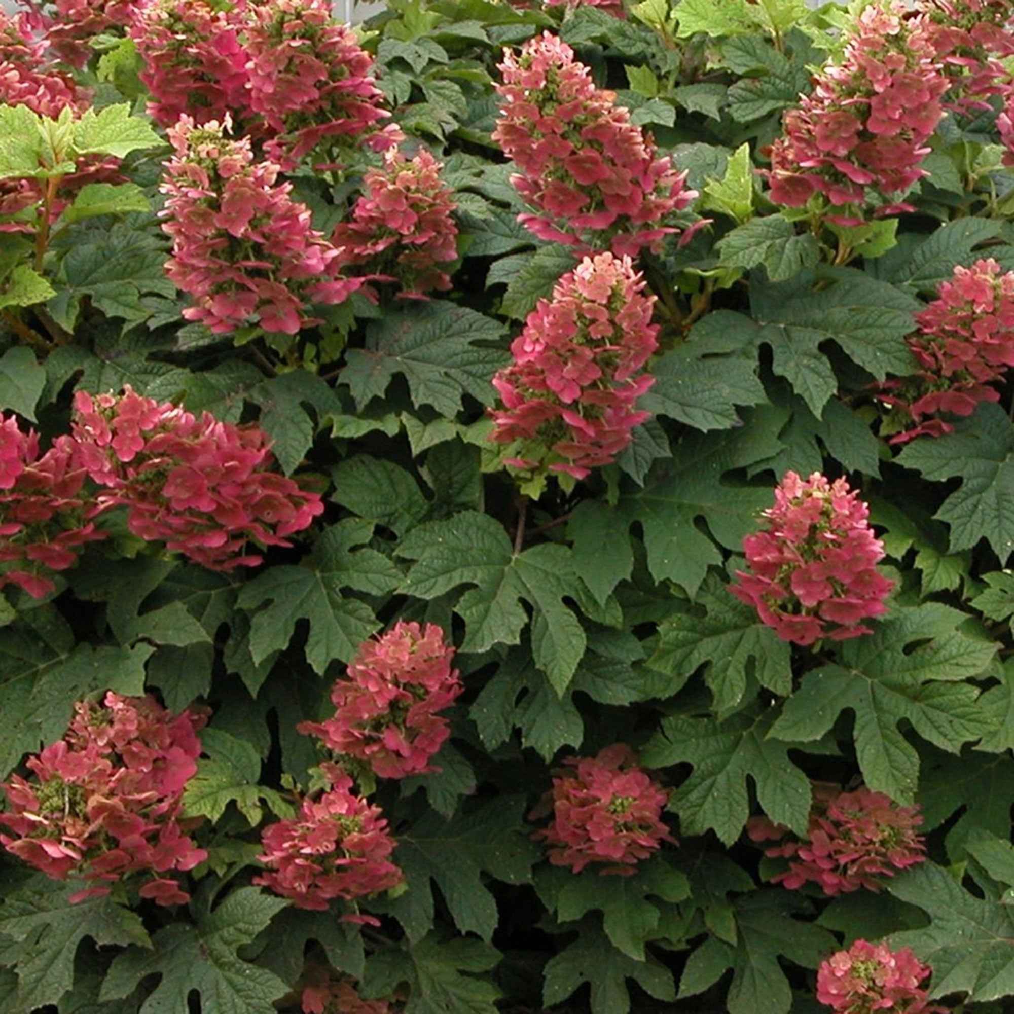 Bakker Hortensia Ruby Slippers arbuste pot 2L 30-40cm