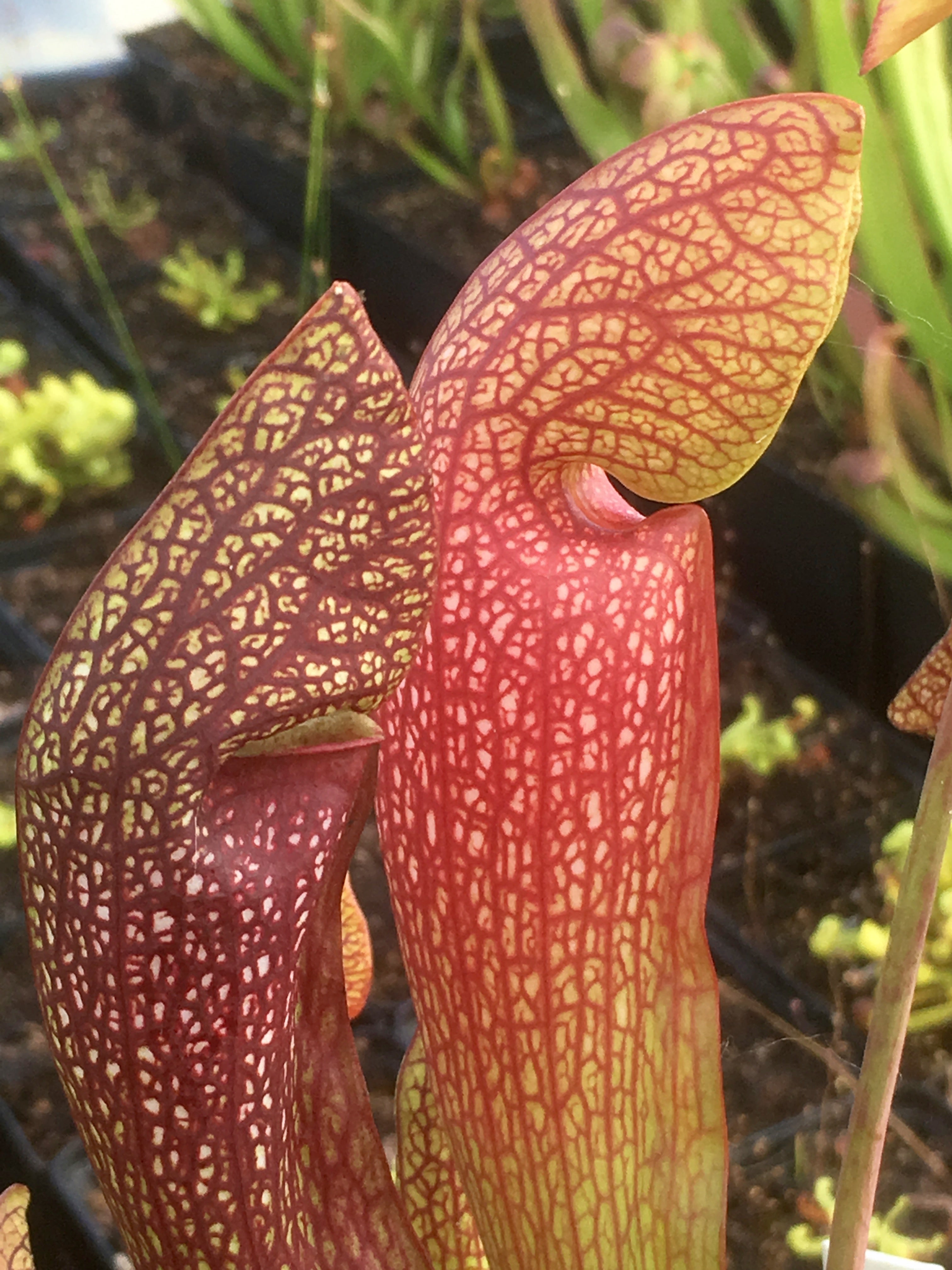Carniflore Sarracenia Dixie Lace plante carnivore adulte 1 pied