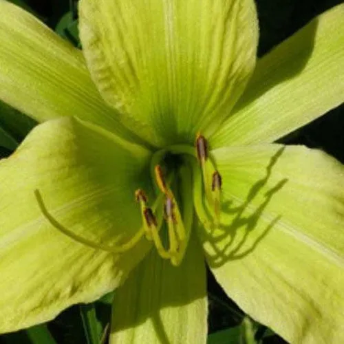 Bakker Hémérocalle Greenland vivace pot 9cm jaune