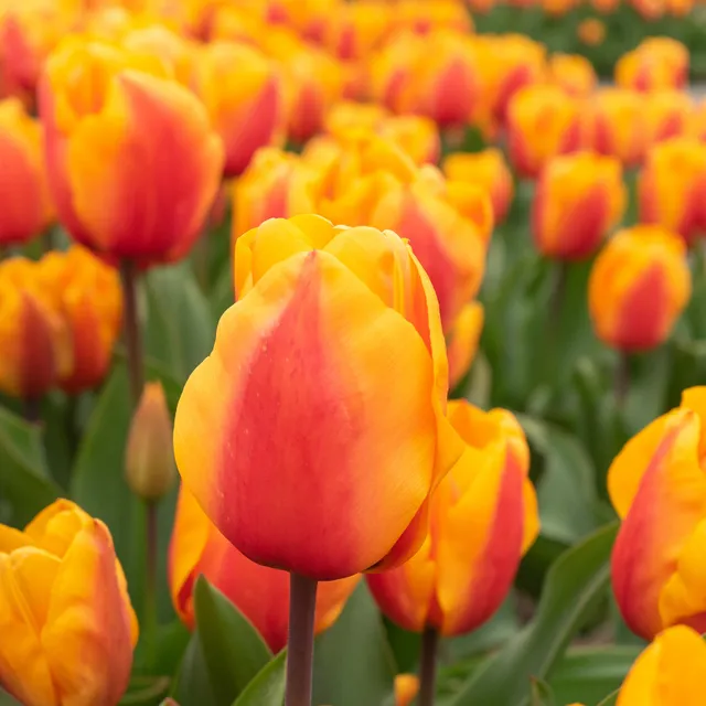 Bakker Tulipes Darwin Lalibela Salmon 8 bulbes