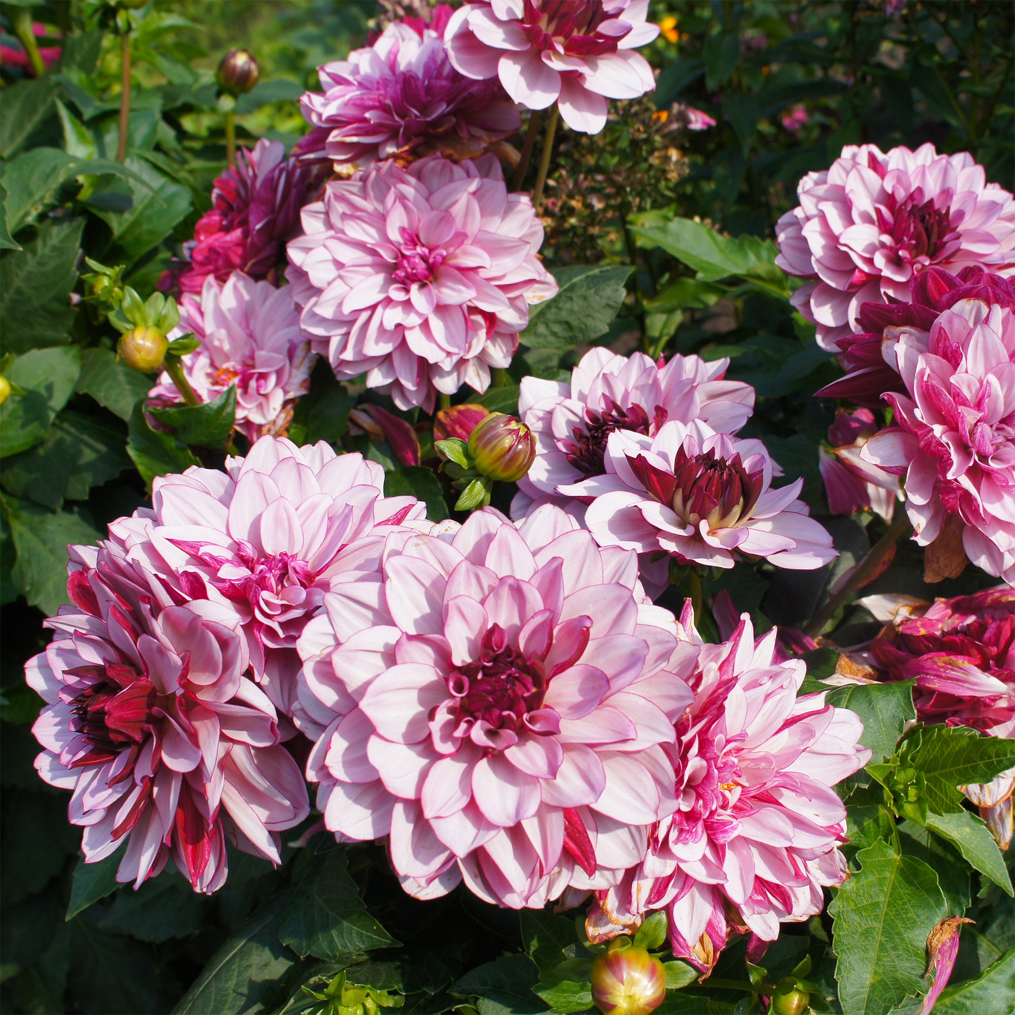 Bakker Dahlia Crème de Cassis bulbe décoratif rose 1 bulbe